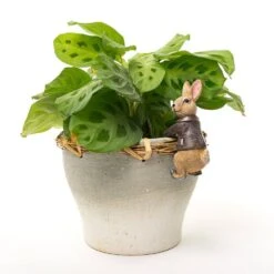 Jardinopia Pot Buddies - Beatrix Potter: Benjamin Bunny 8 Jardinopia Pot Buddies - Beatrix Potter: Benjamin Bunny -Disney JPBBP02C 2