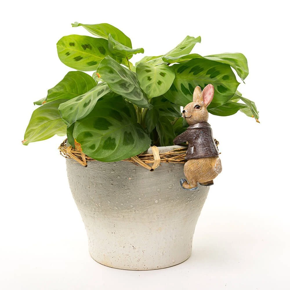 Jardinopia Pot Buddies - Beatrix Potter: Benjamin Bunny 5 Jardinopia Pot Buddies - Beatrix Potter: Benjamin Bunny - Image 3