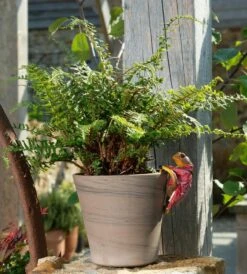 Jardinopia Pot Buddies - Beatrix Potter: Mr Jeremy Fisher -Disney JPBBP03C 4