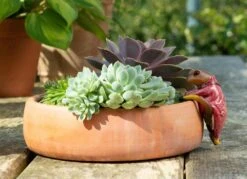 Jardinopia Pot Buddies - Beatrix Potter: Mr Jeremy Fisher -Disney JPBBP03C 6