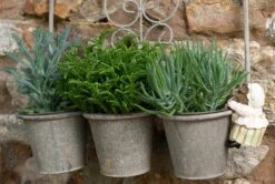 Jardinopia Pot Buddies - Beatrix Potter: Mrs Tiggy-winkle -Disney JPBBP04C 4