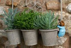 Jardinopia Pot Buddies - Beatrix Potter: Tom Kitten -Disney JPBBP06C 5