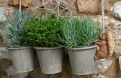 Jardinopia Pot Buddies - Beatrix Potter: Squirrel Nutkin -Disney JPBBP07C 5