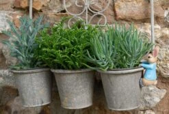 Jardinopia Pot Buddies - Beatrix Potter: Peter Rabbit Hanging On The Pot -Disney JPBBP09C 7